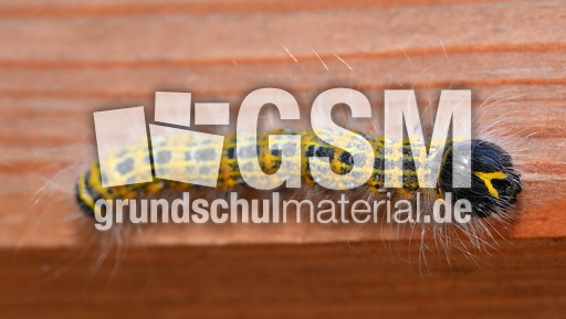 Raupe des Mondvogels (3).jpg